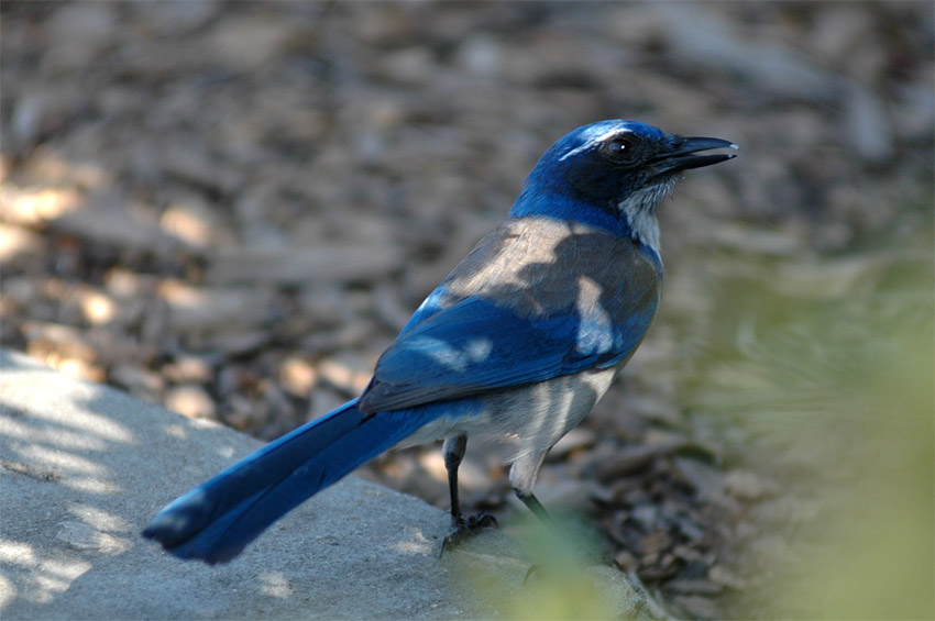 Sojka zpadn (Western Scrub-jay)