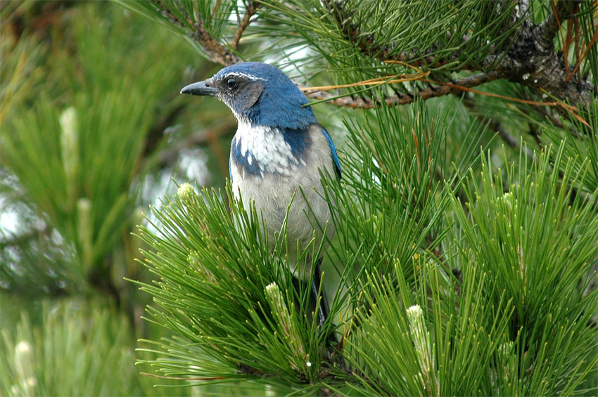 Sojka zpadn (Western Scrub-jay)