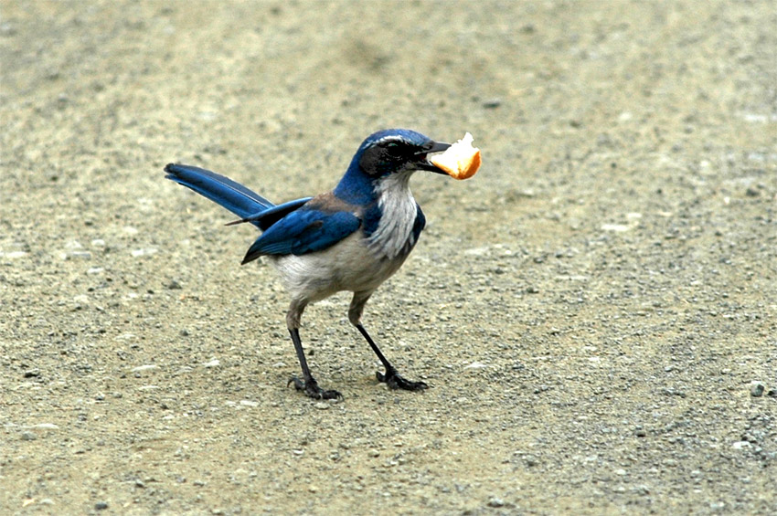 Sojka zpadn (Western Scrub-jay)