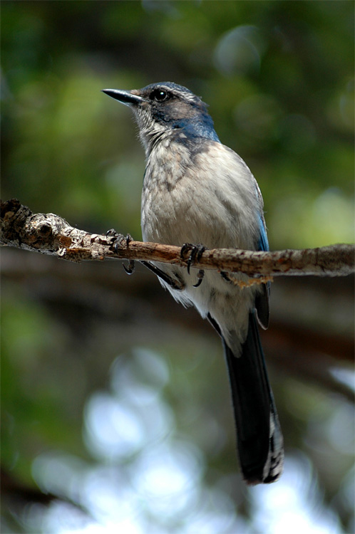 Sojka zpadn (Western Scrub-jay)