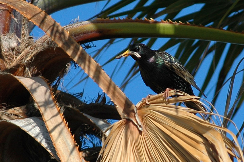 paek obecn (Starling)