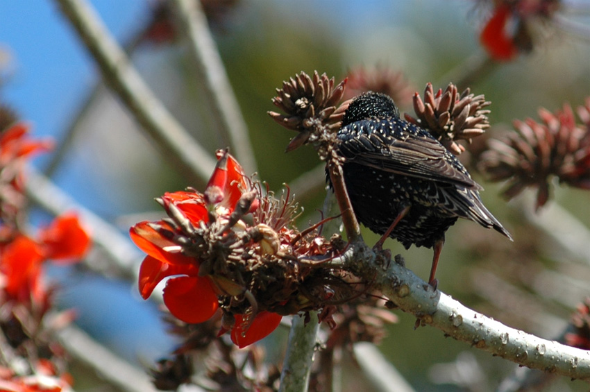 paek obecn (Starling)