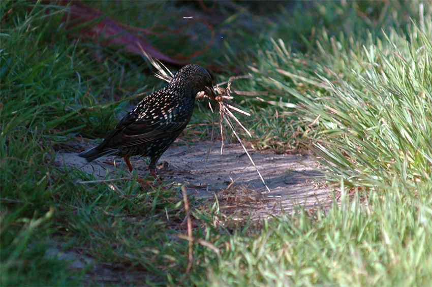 paek obecn (Starling)