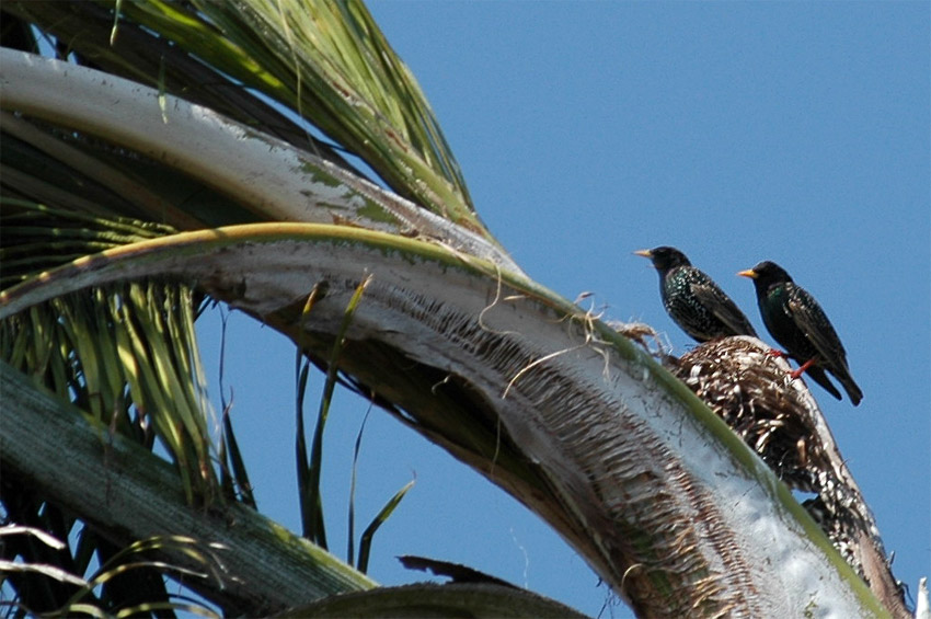 paek obecn (Starling)