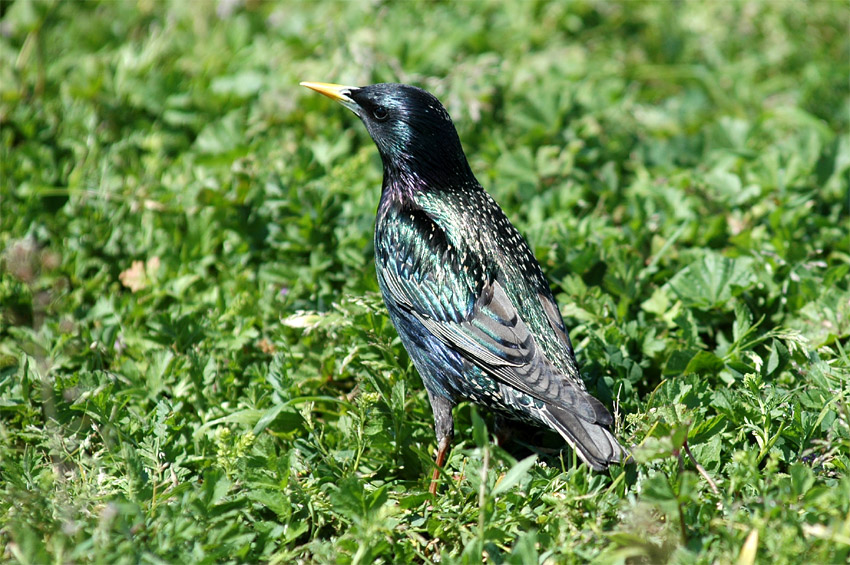 paek obecn (Starling)