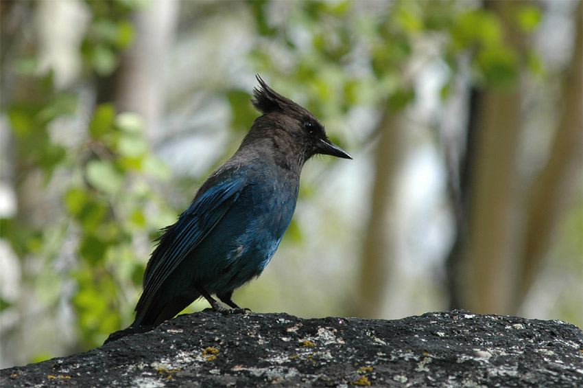 Sojka Stellerova (Steller's Jay)