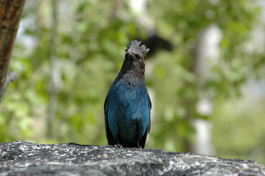 Sojka Stellerova (Steller's Jay)