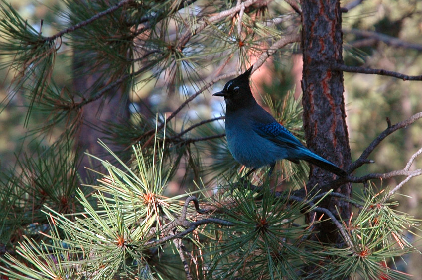 Sojka Stellerova (Steller's Jay)