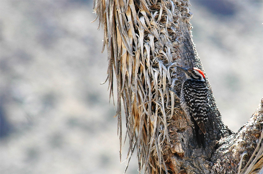 Strakapoud proukohbet (Ladder-backed Woodpecker)