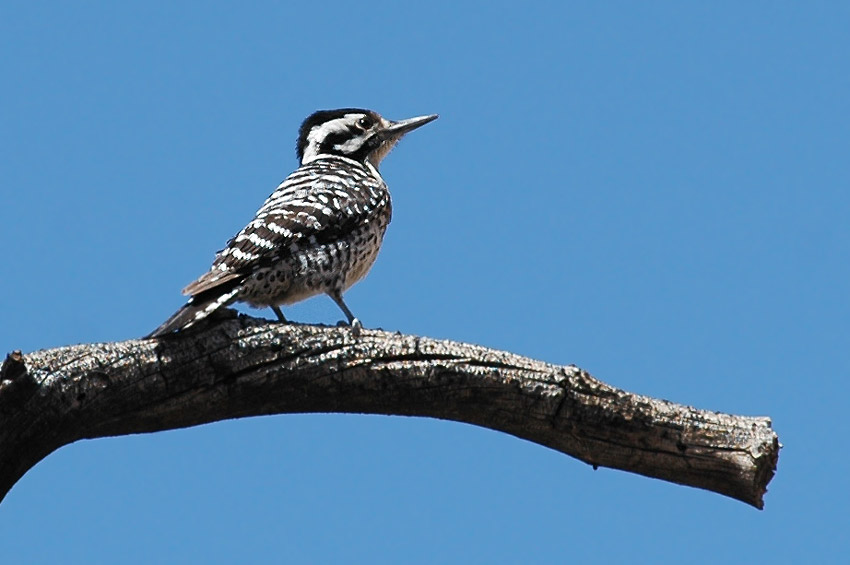 Strakapoud proukohbet (Ladder-backed Woodpecker)