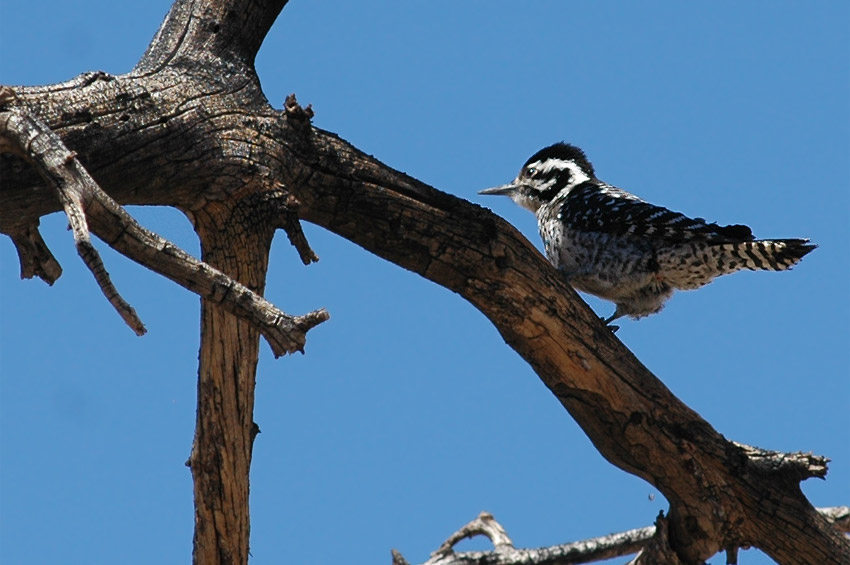 Strakapoud proukohbet (Ladder-backed Woodpecker)