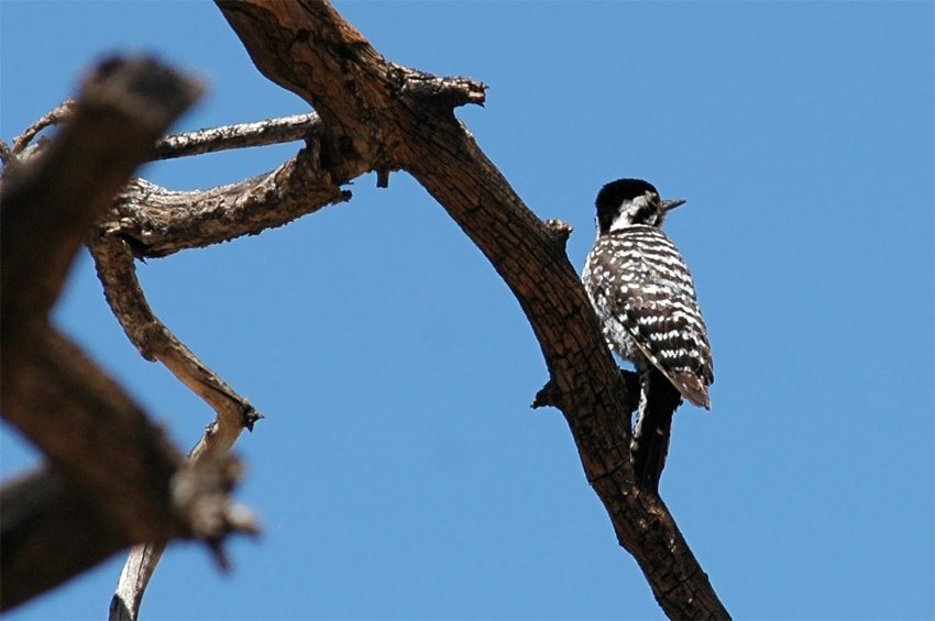Strakapoud proukohbet (Ladder-backed Woodpecker)