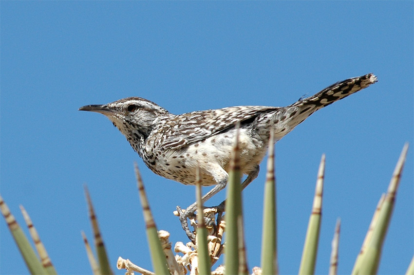 Stzlk kaktusov (Cactus Wren)