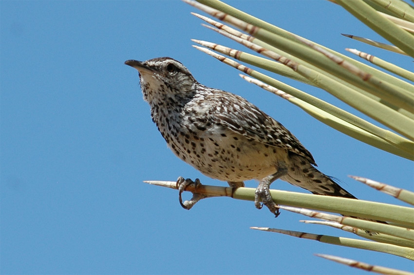 Stzlk kaktusov (Cactus Wren)