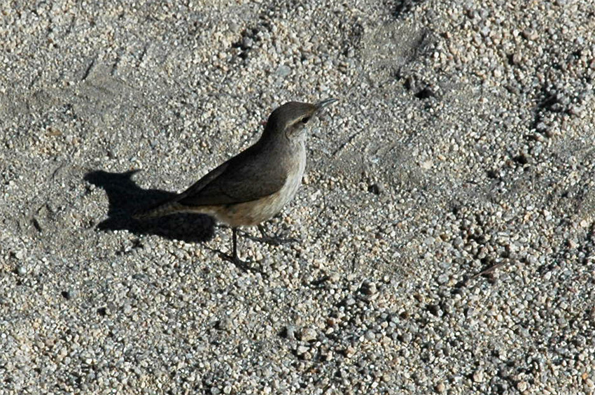 Stzlk skaln (Rock Wren)