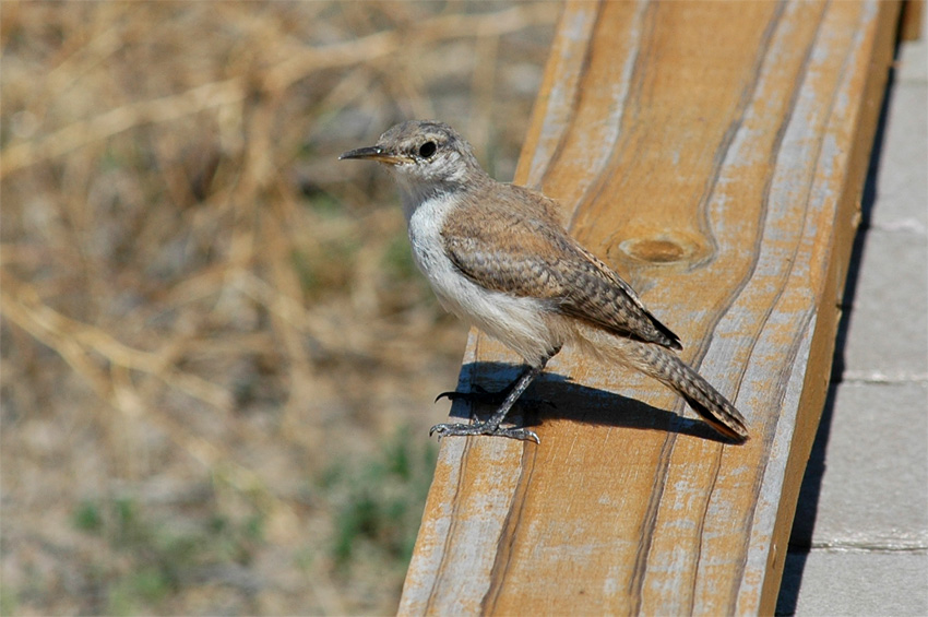 Stzlk zahradn (House Wren)