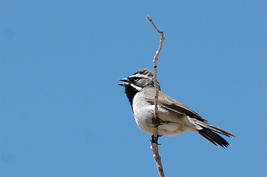 Strndka ernohrdl (Black-throated Sparrow)