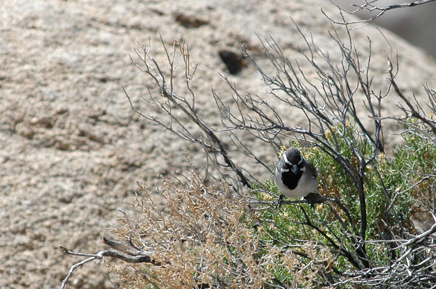 Strndka ernohrdl (Black-throated Sparrow)