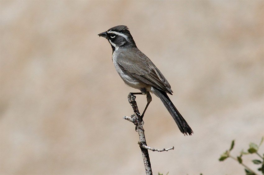 Strndka ernohrdl (Black-throated Sparrow)