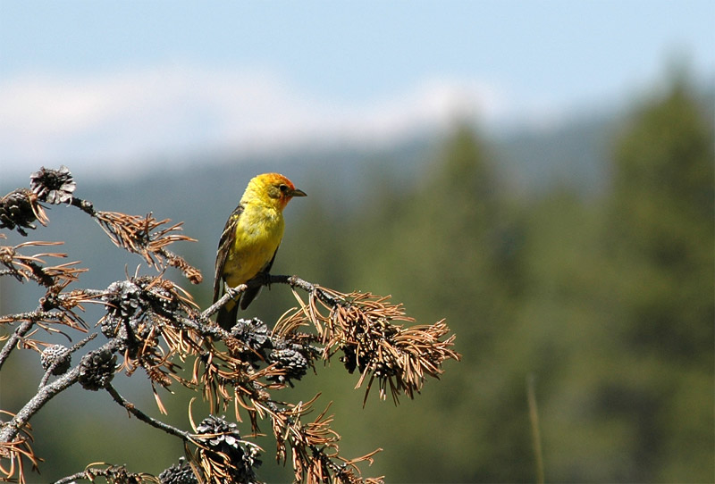 Tangara ervenohlav (Western Tanager)