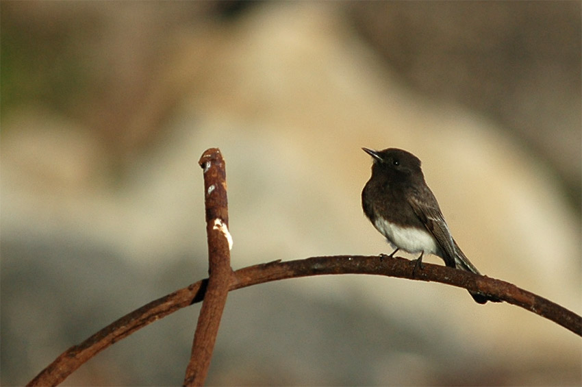 Tyranovec ern (Black Phoebe)