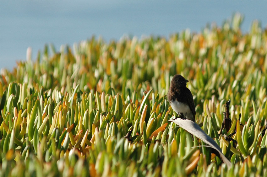 Tyranovec ern (Black Phoebe)