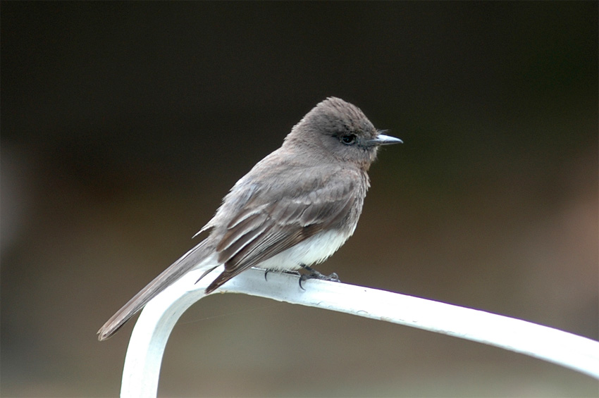 Tyranovec ern (Black Phoebe)