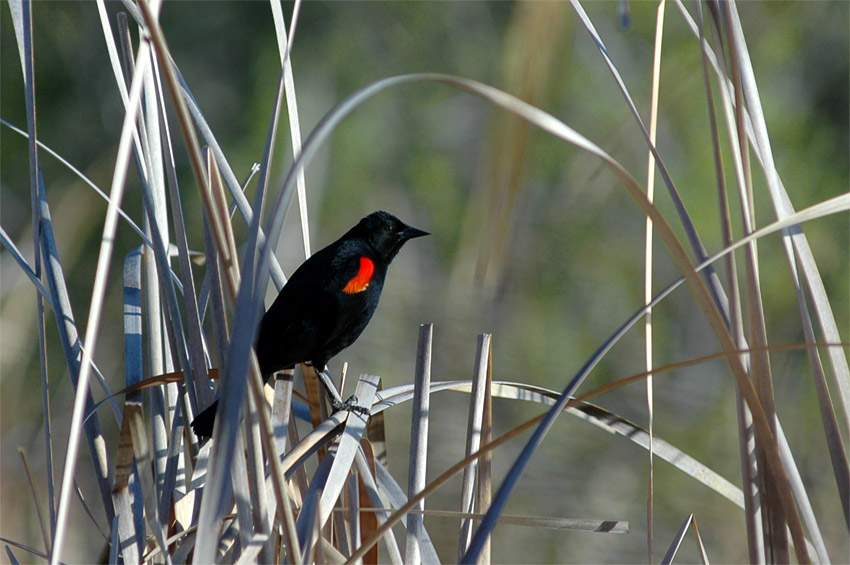Vlhovec ervenokdl (Red-winged Blackbird)