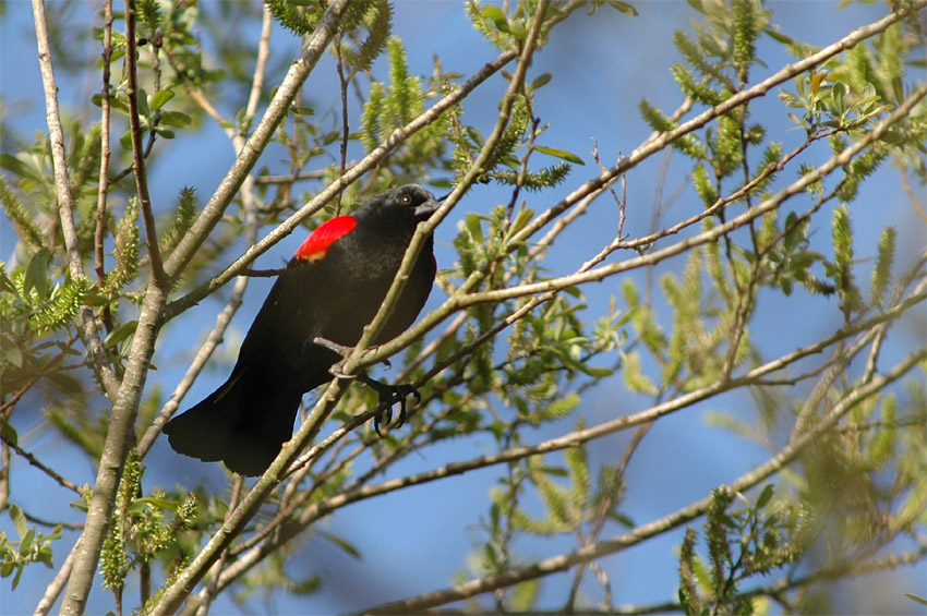 Vlhovec ervenokdl (Red-winged Blackbird)