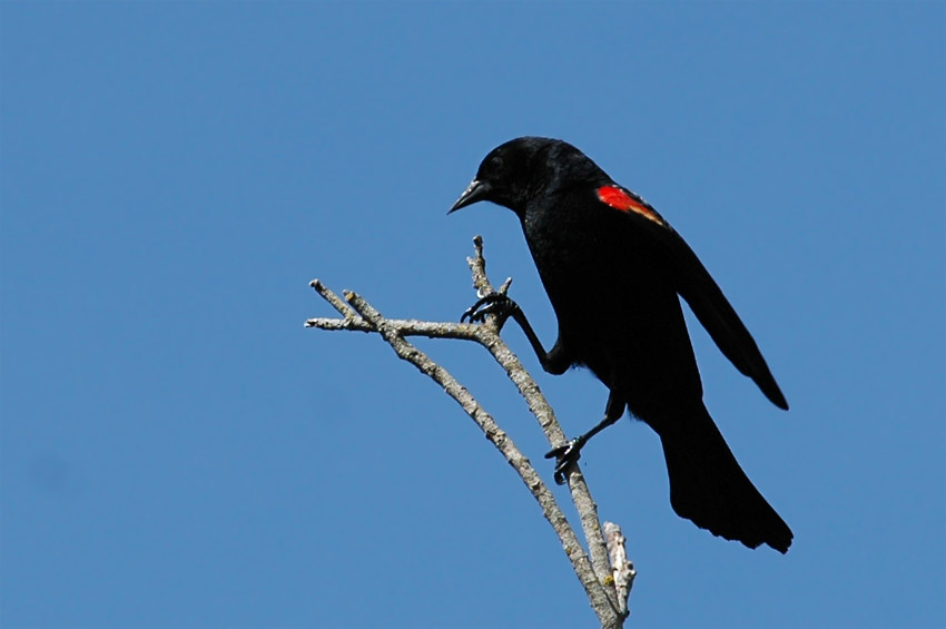 Vlhovec ervenokdl (Red-winged Blackbird)