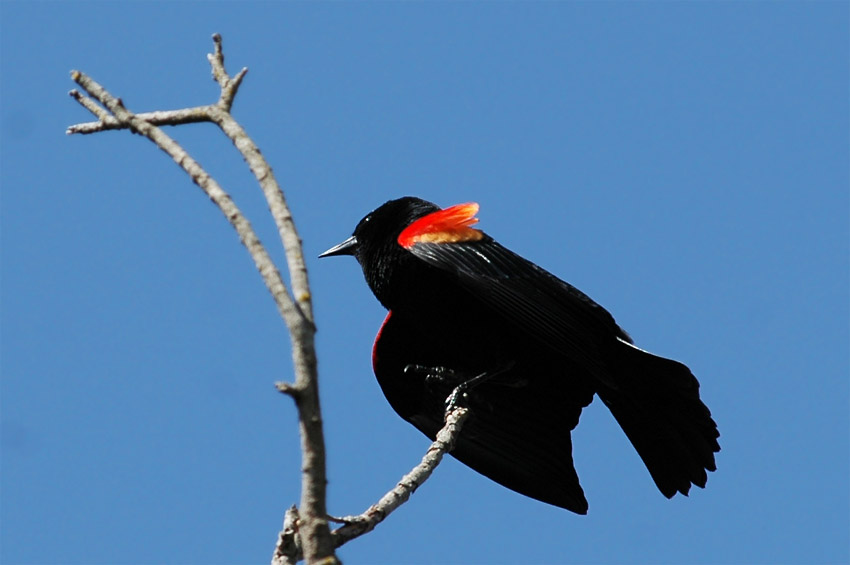 Vlhovec ervenokdl (Red-winged Blackbird)