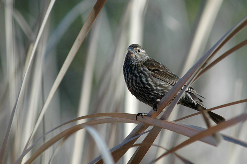 Vlhovec ervenokdl (Red-winged Blackbird)