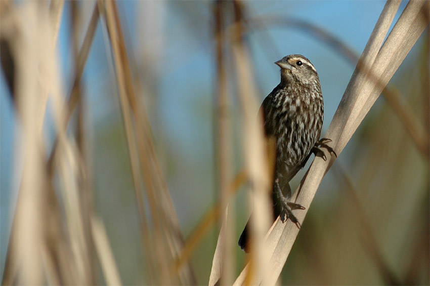 Vlhovec ervenokdl (Red-winged Blackbird)