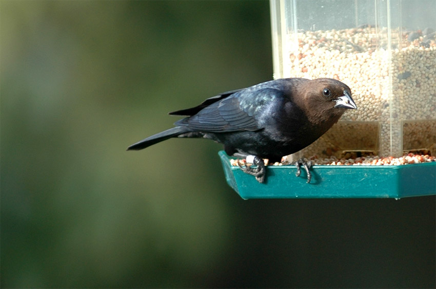 Vlhovec hndohlav (Brown-headed Cowbird)