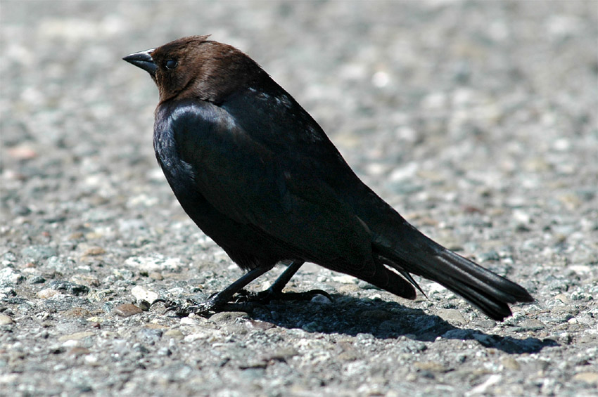 Vlhovec hndohlav (Brown-headed Cowbird)