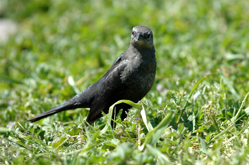 Vlhovec hndohlav (Brown-headed Cowbird)