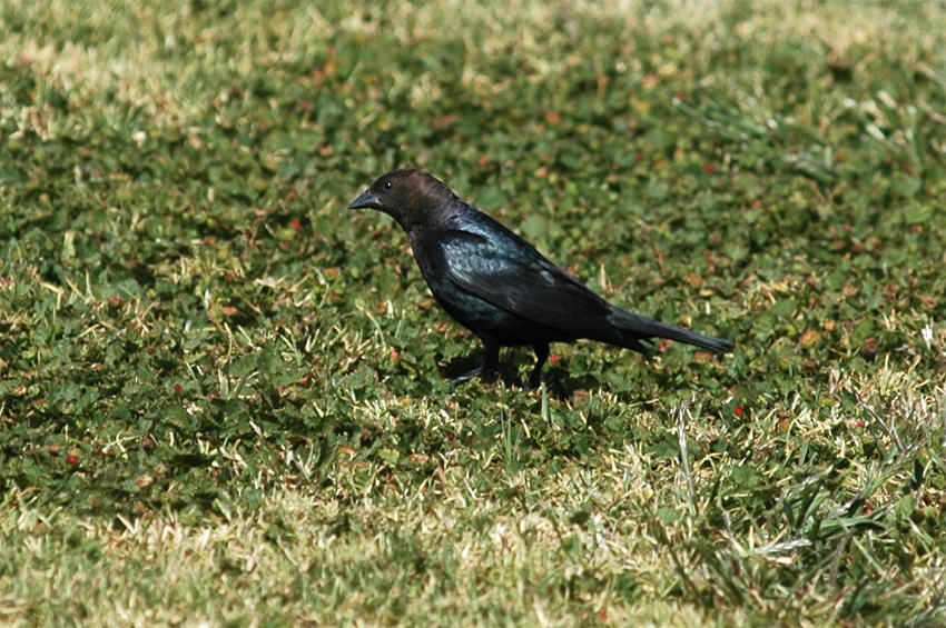 Vlhovec hndohlav (Brown-headed Cowbird)