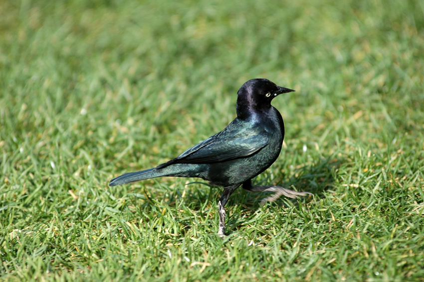 Vlhovec pospolit (Brewer's Blackbird)