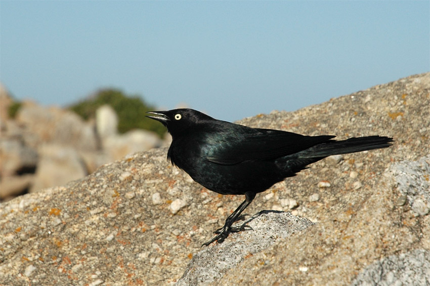 Vlhovec pospolit (Brewer's Blackbird)