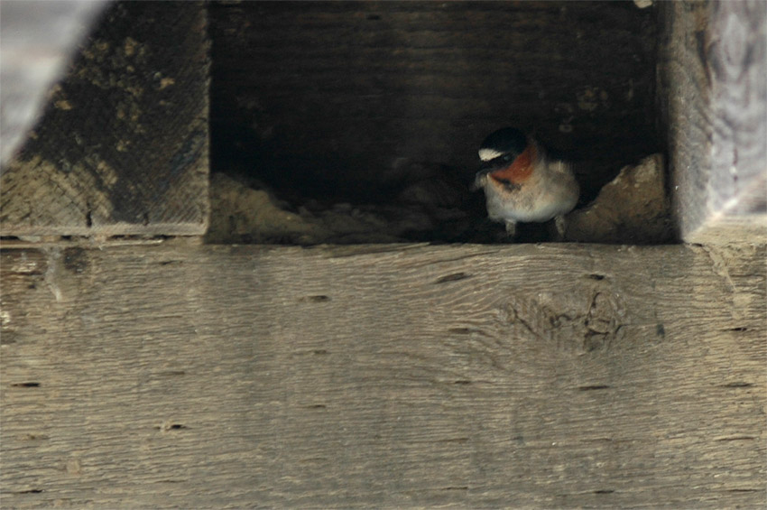 Vlatovka pestr (Cliff Swallow)