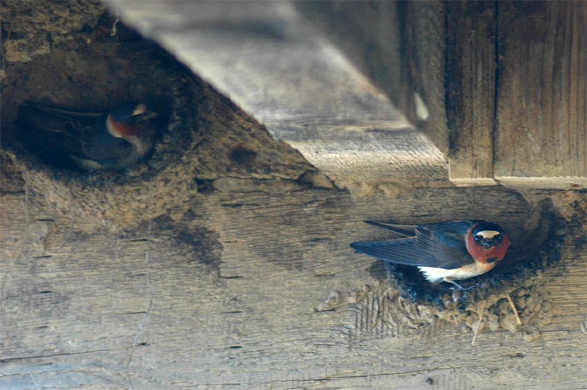 Vlatovka pestr (Cliff Swallow)