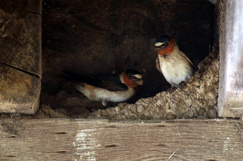 Vlatovka pestr (Cliff Swallow)