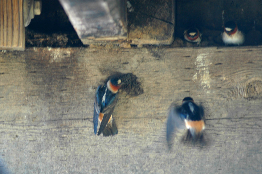 Vlatovka pestr (Cliff Swallow)