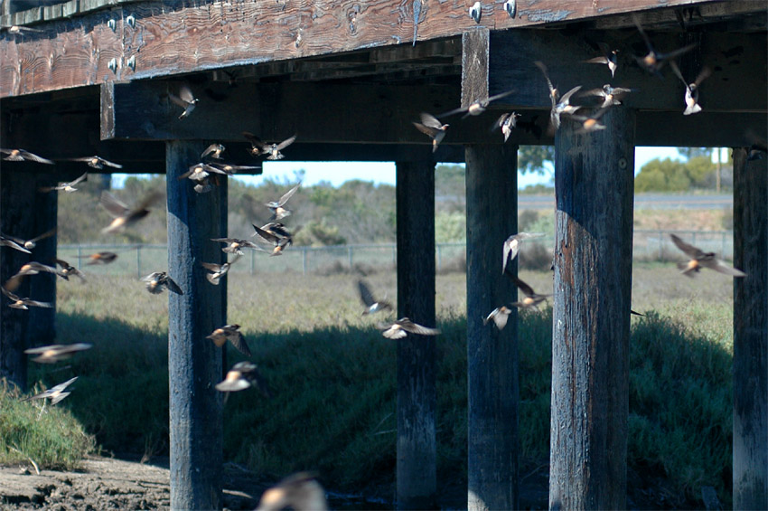 Vlatovka pestr (Cliff Swallow)