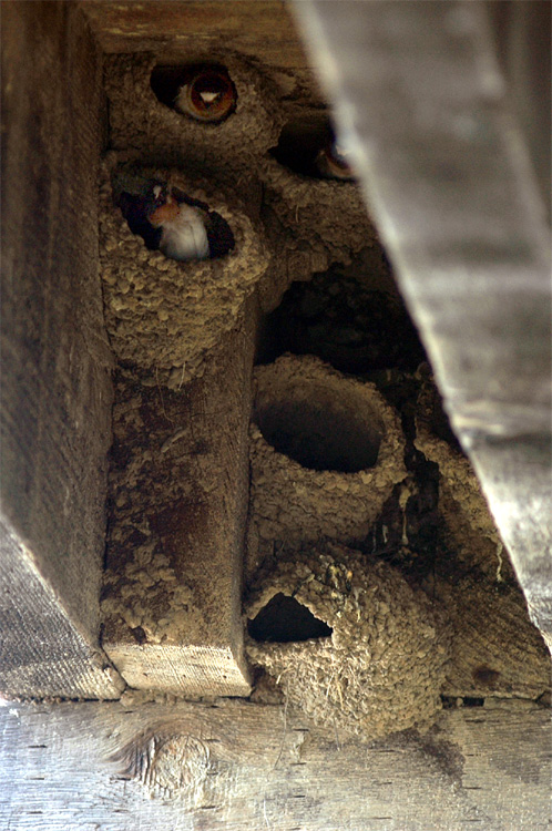 Vlatovka pestr (Cliff Swallow)