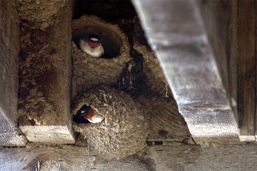 Vlatovka pestr (Cliff Swallow)