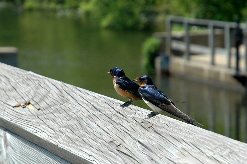 Vlatovka obecn (Barn Swallow)