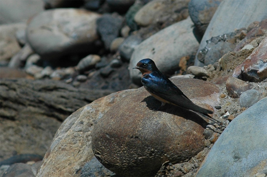 Vlatovka obecn (Barn Swallow)