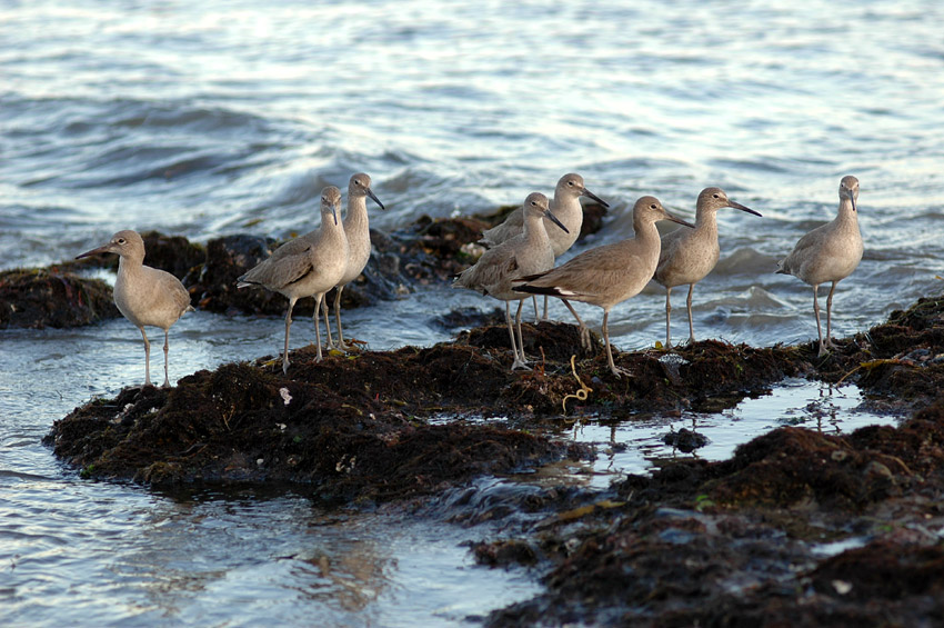 Vodou behouovit (Willet)