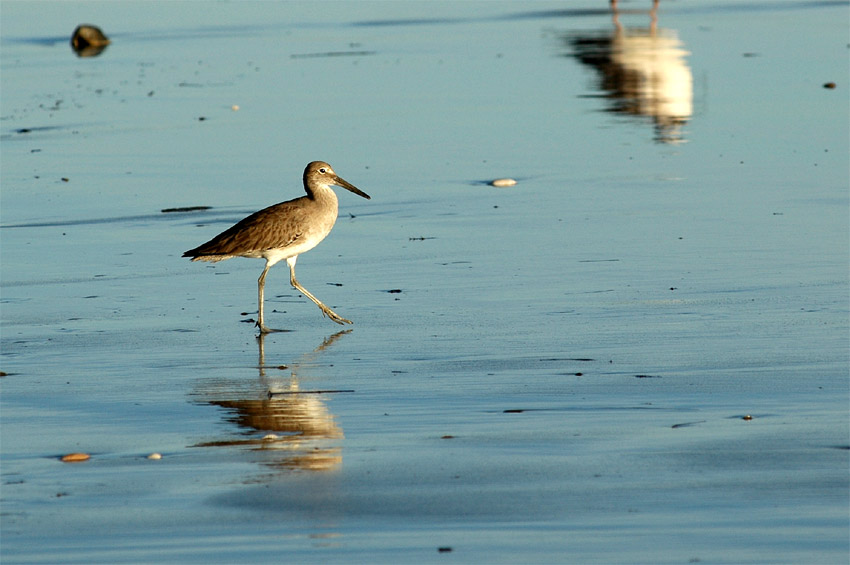 Vodou behouovit (Willet)